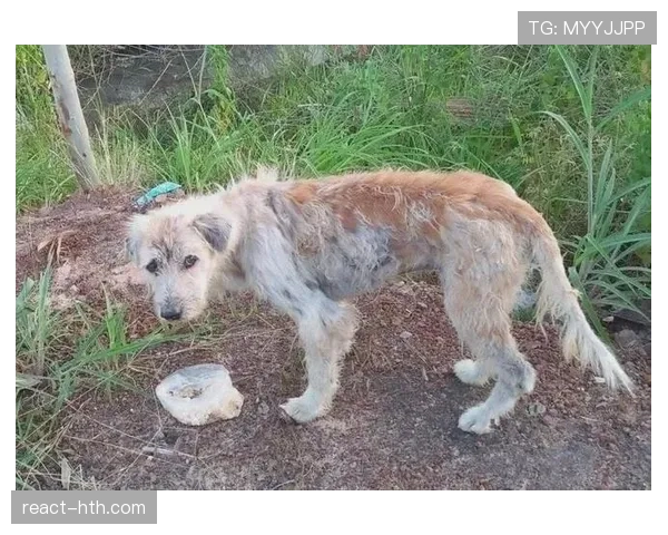 莱德基每天游5000米就当遛弯，我走5000步都喘成狗